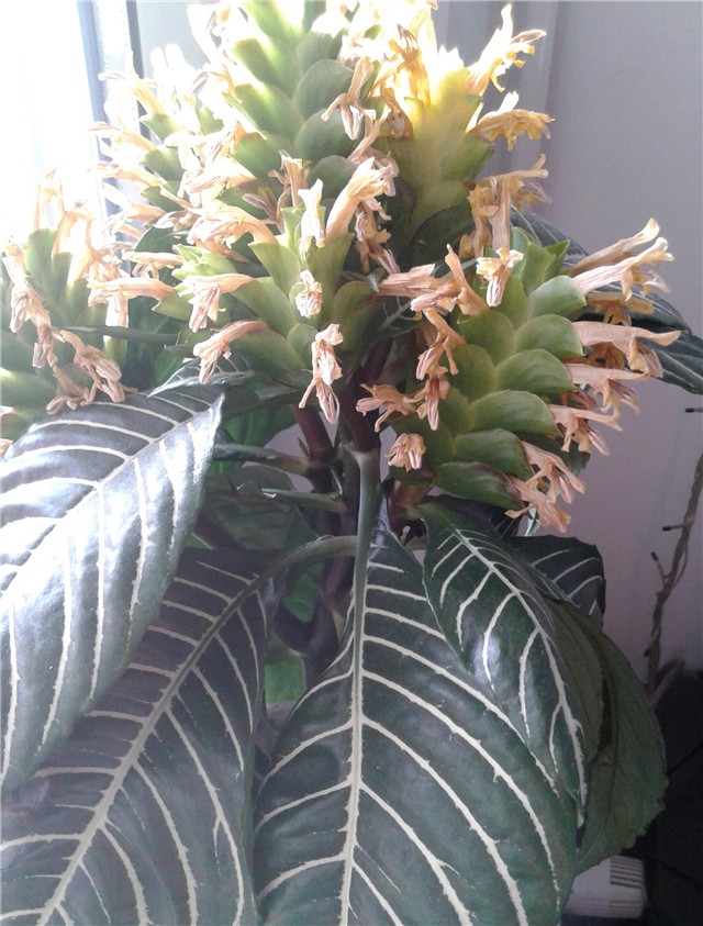 Aphelandra