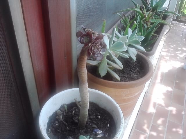 aeonium crni