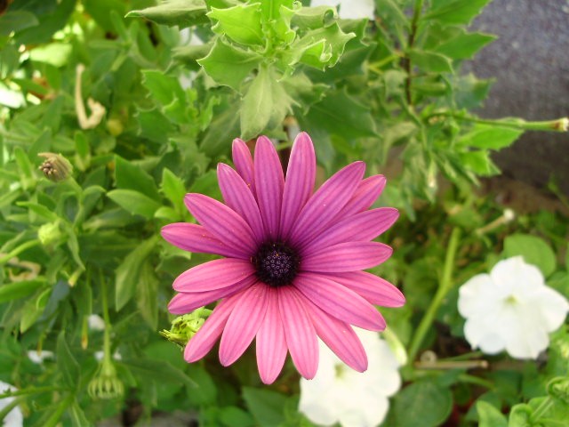 osteospermum
