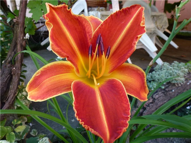 Hemerocallis Shola