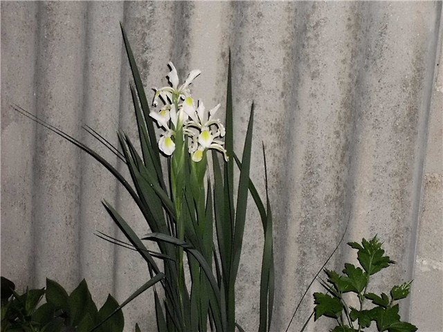 bijeli iris1