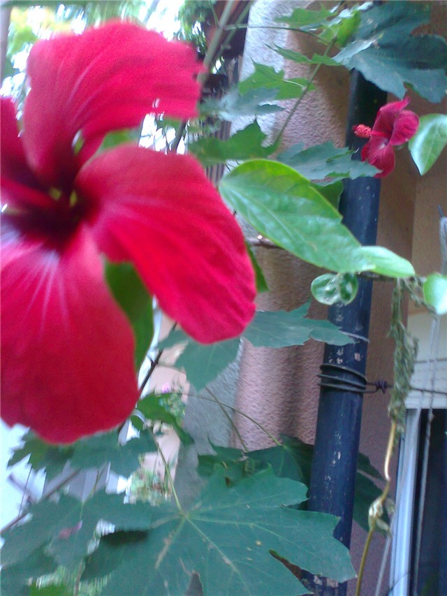 hibiskus