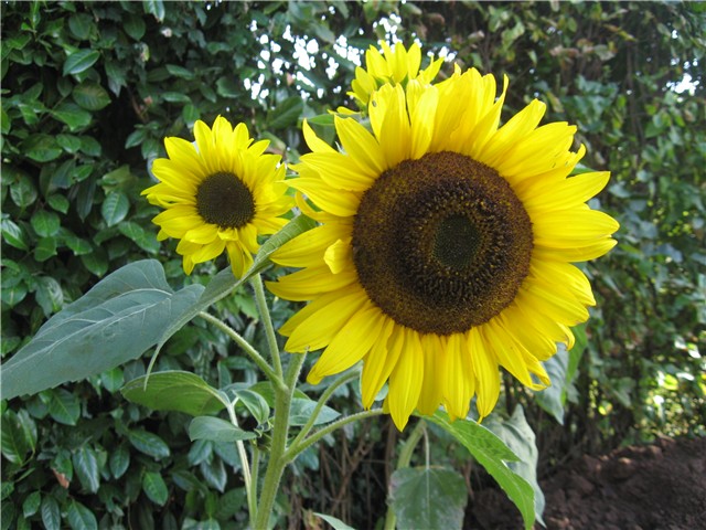 suncokreti