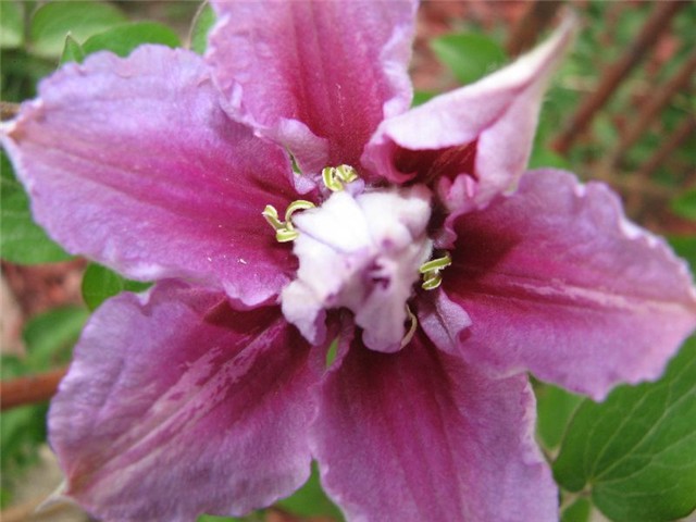 clematis4