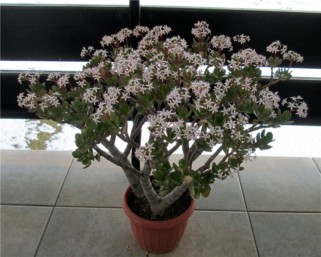 Crassula ovata