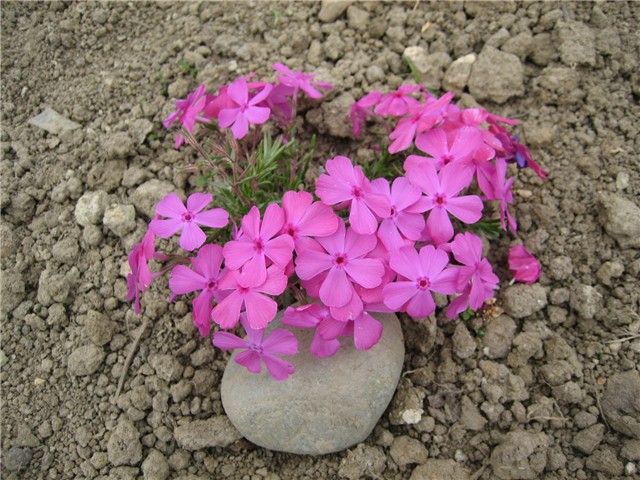 Phlox