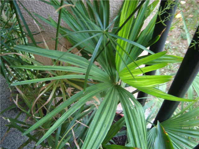 kentia