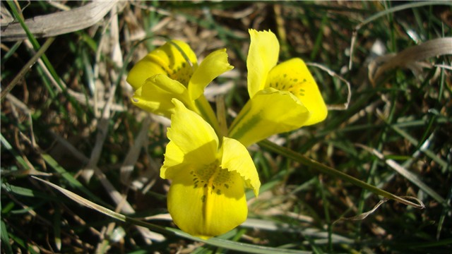 perunika