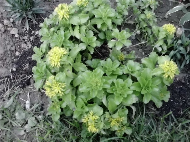 žuti sedum3