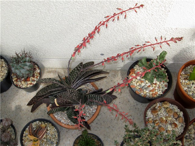 Gasteria maculata 