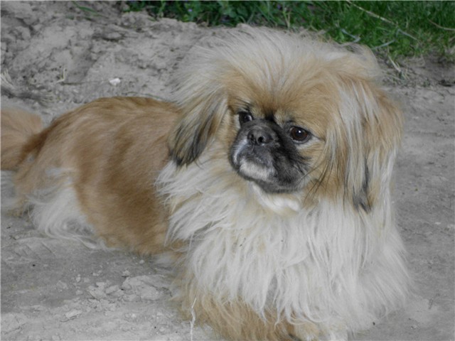 đurđa3