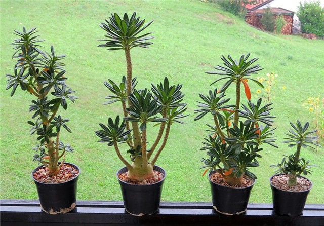 Dorstenia gigas