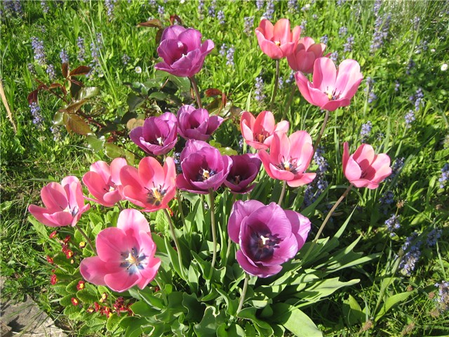 Rascvjetali tulipani