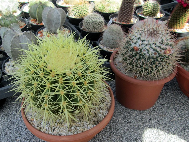 echinocactus grusonii