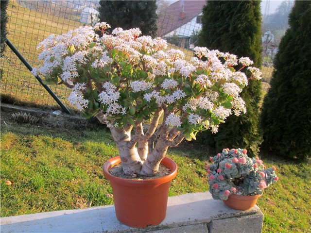 Crassula morgans beauty, ovata