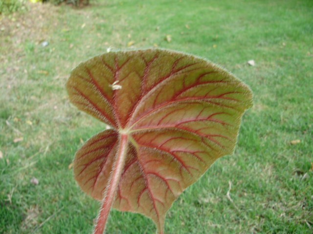 begonia rex