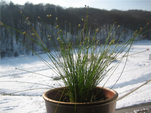 Isolepis cernua