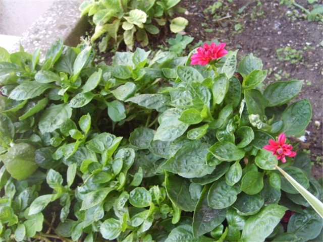 dalia