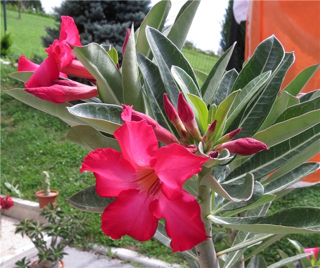 Adenium obesum