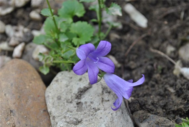 campanula