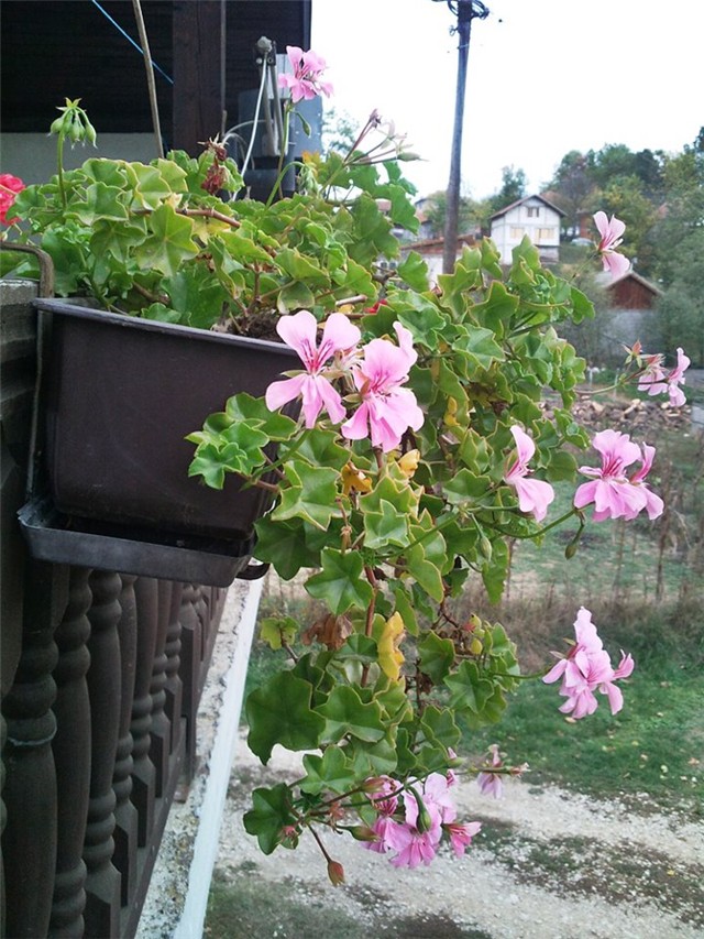 Moje pelargonije