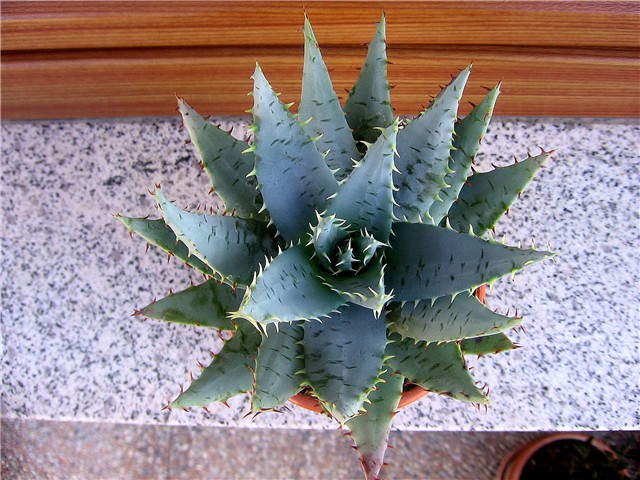 Aloe ferox