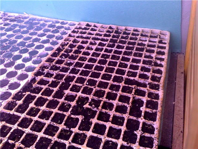 stevia klijanje