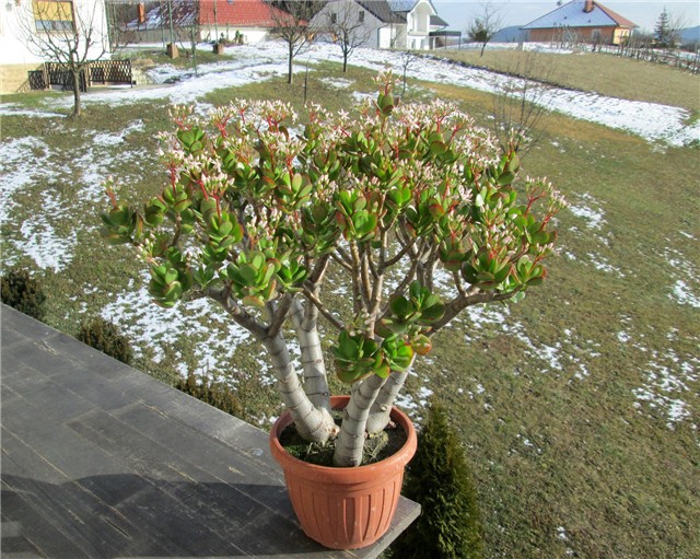 Crassula ovata