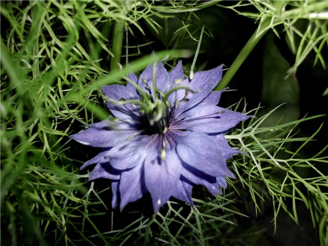 nigella1