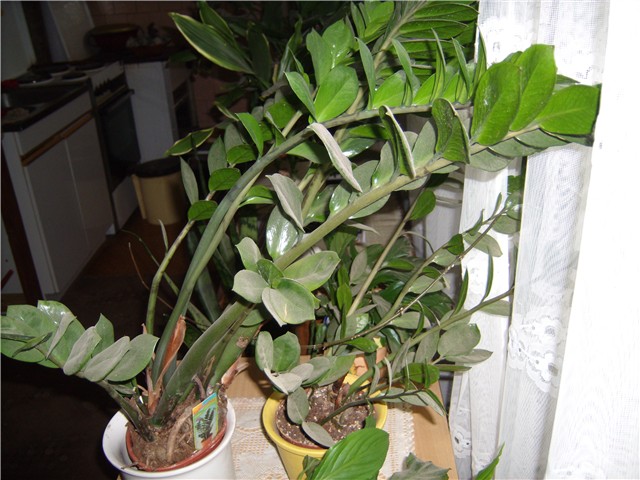 zimokalus