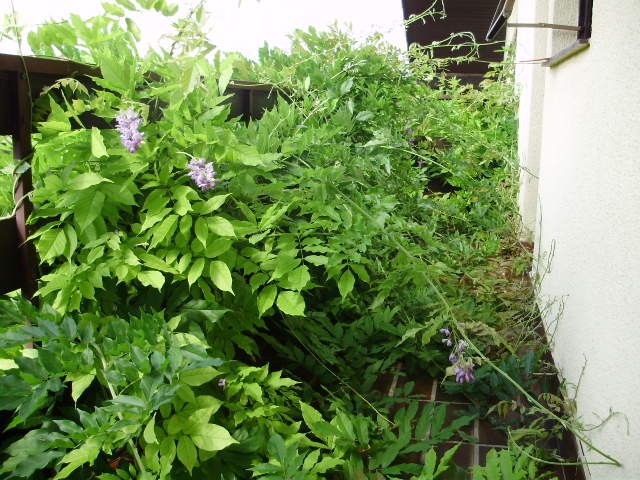 glicinija -lat.wisteria sinensis