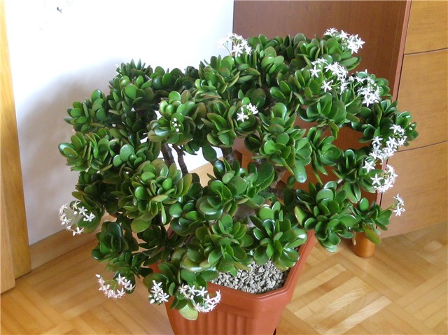 Crassula ovata