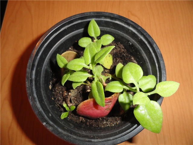 cvijet