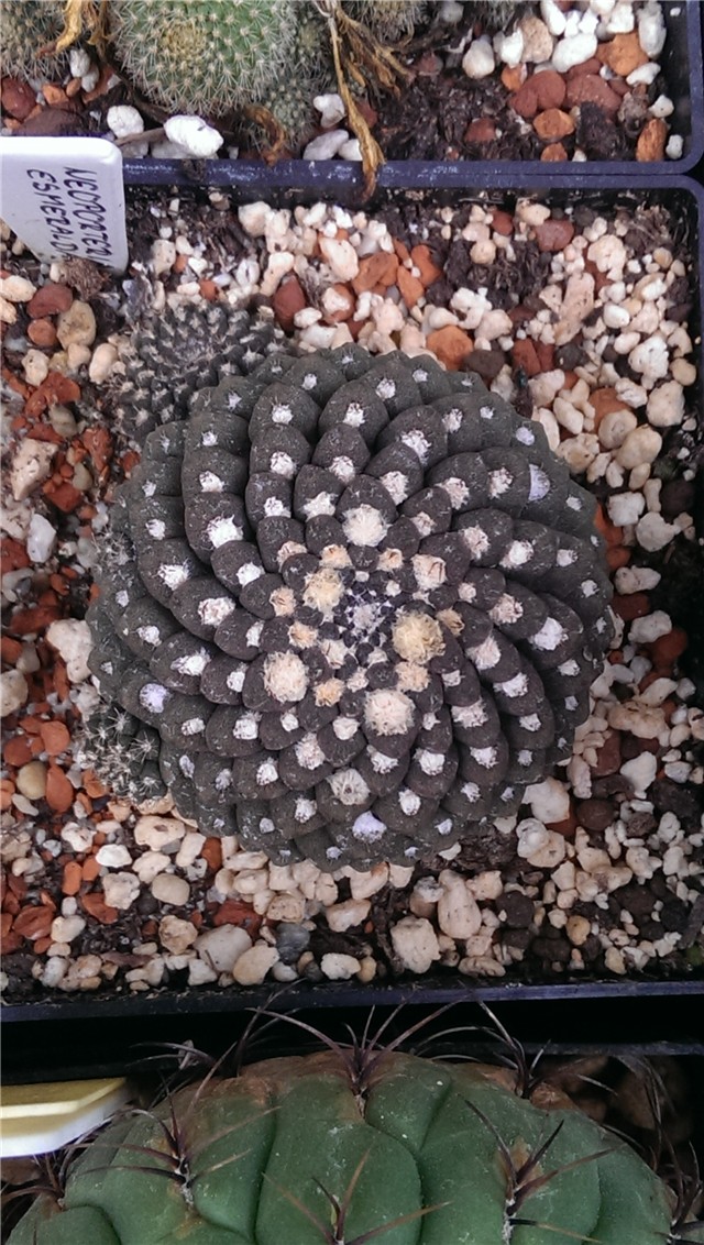 Neoporteria esmeraldana