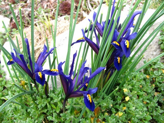 Iris reticulata