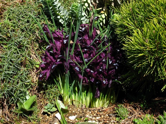 Iris reticulata