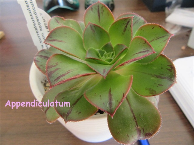 aeonium7