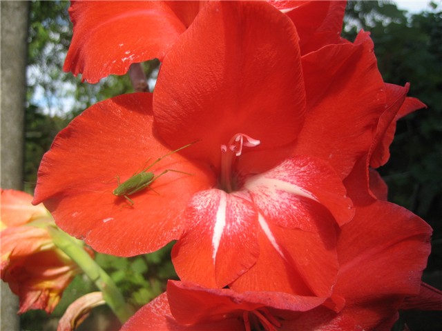 Gladiola i konjic