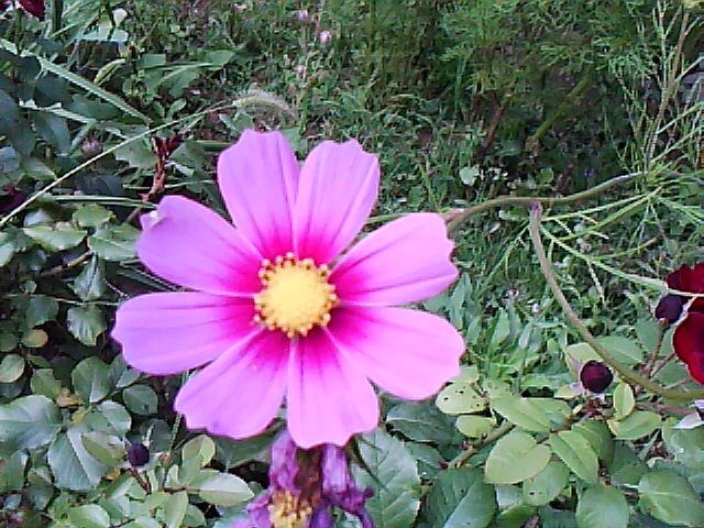 cosmos