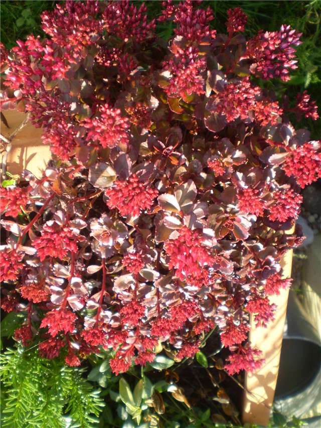 sedum