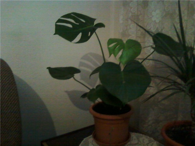 monstera