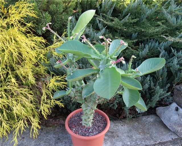 Monadenium magnificum