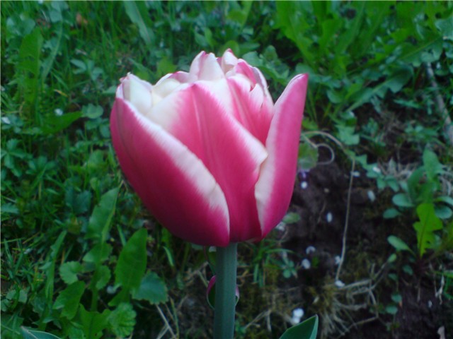 tulipani