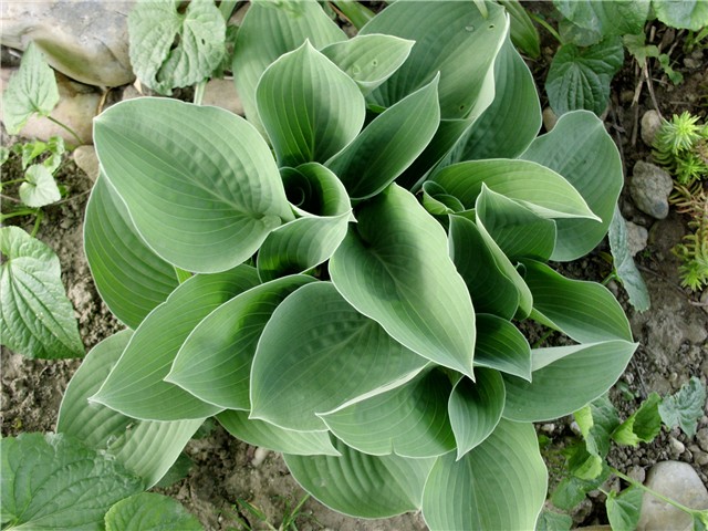 hosta2