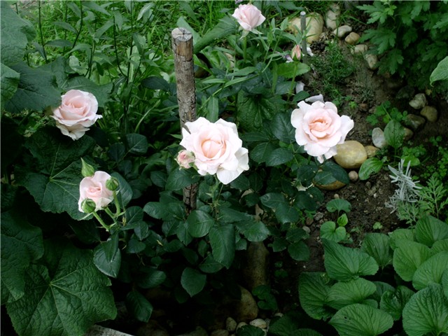 roze ružice1