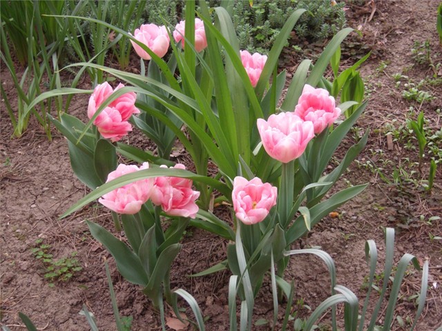 tulipani