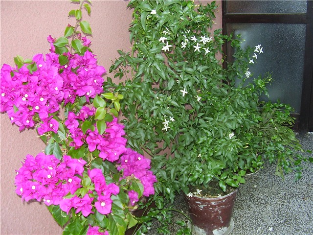 bugenvilija i jasmin