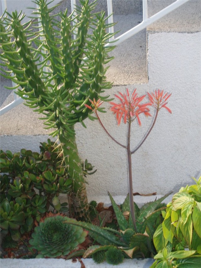 aloja vera i ostali