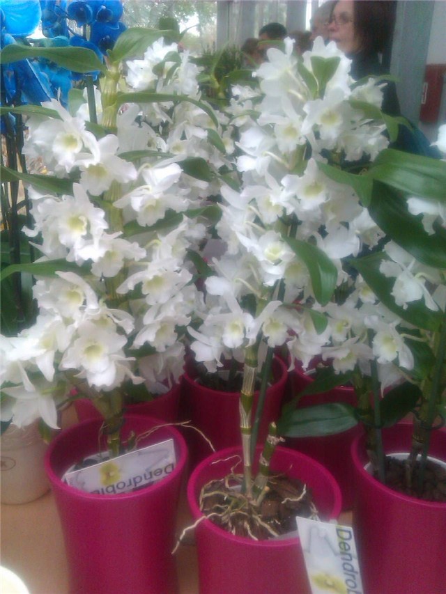 Dendrobium