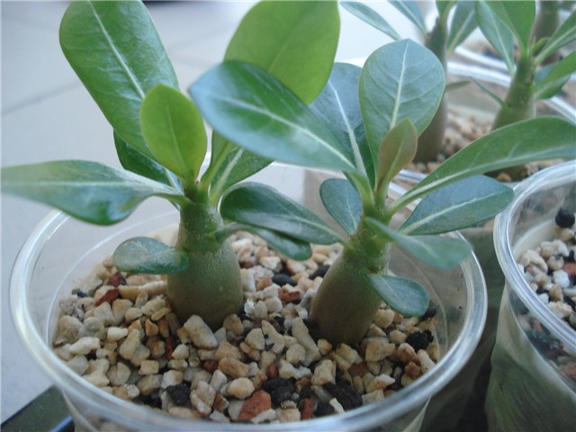 adenium mali